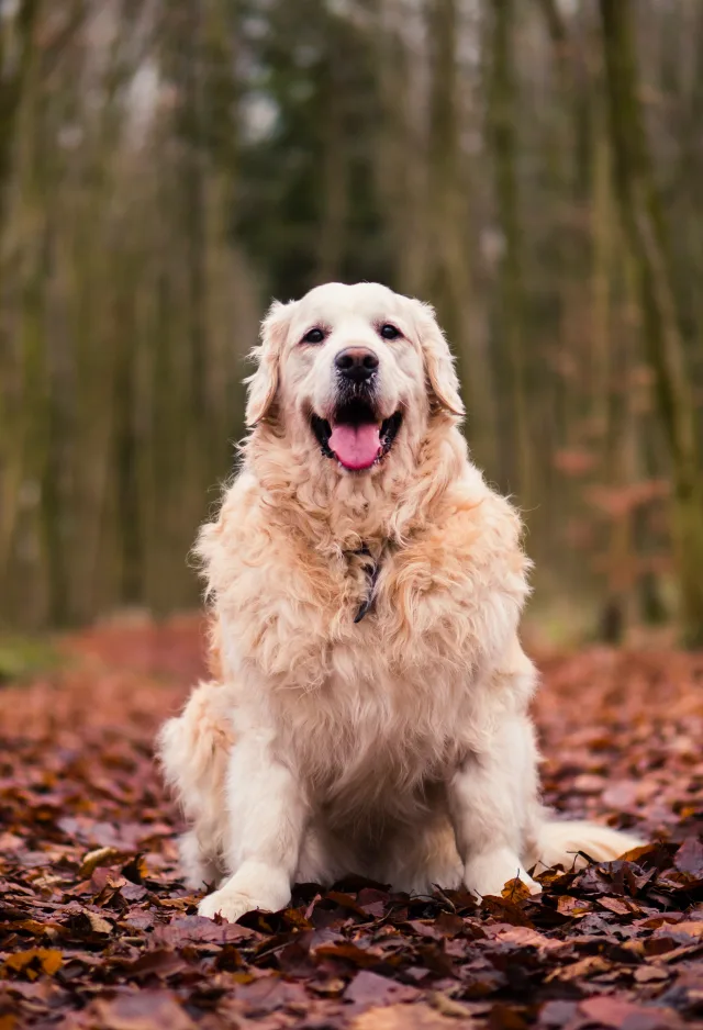 Golden Retriever is sitting on a pile of leaves during the fall in the middle of the woods, smiling with tongue out. 